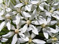 Scilla Peruviana (fam. Liliacees)(rg mediterraneennes occidentales) (02) (Photo F. Mrugala)